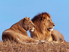 African Lions